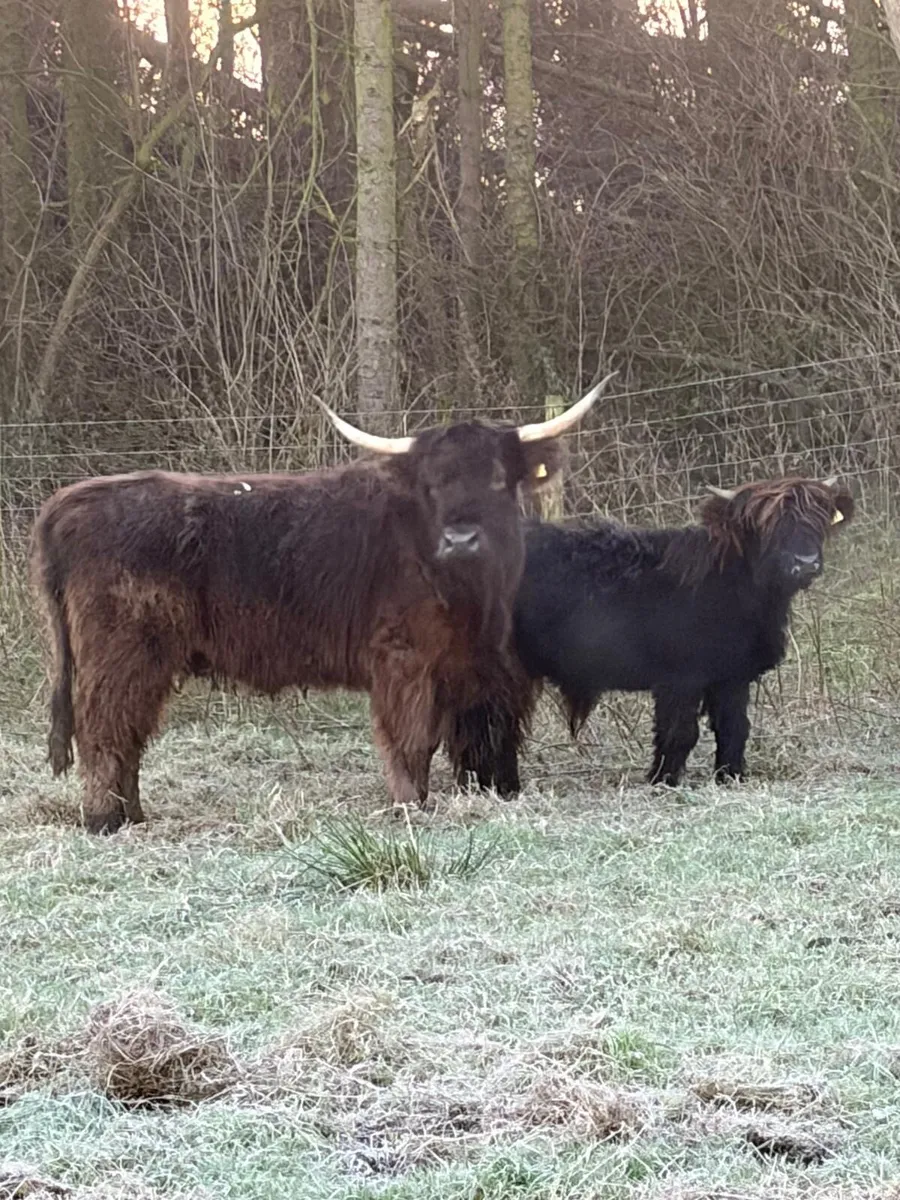 Highland cow and calf - Image 1