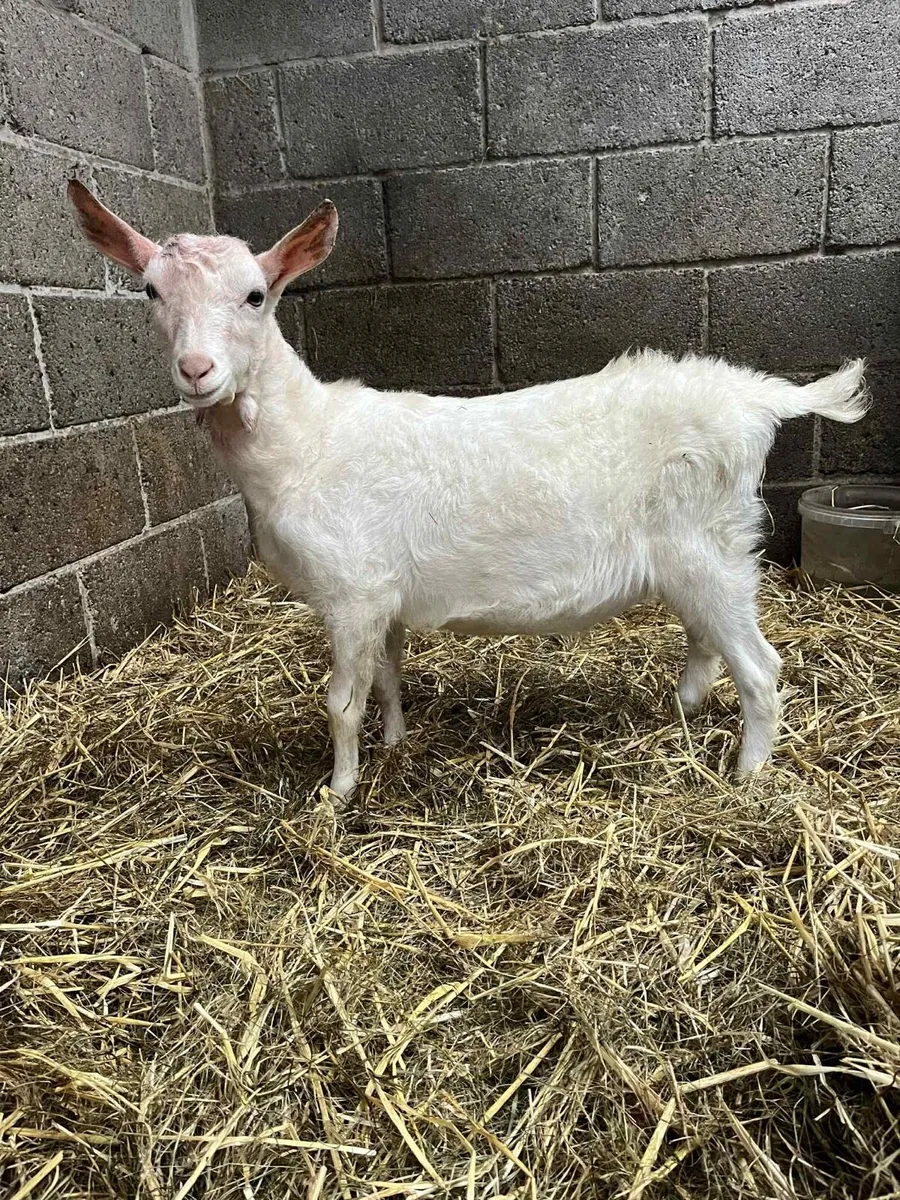 PBNR male Saanen Kid