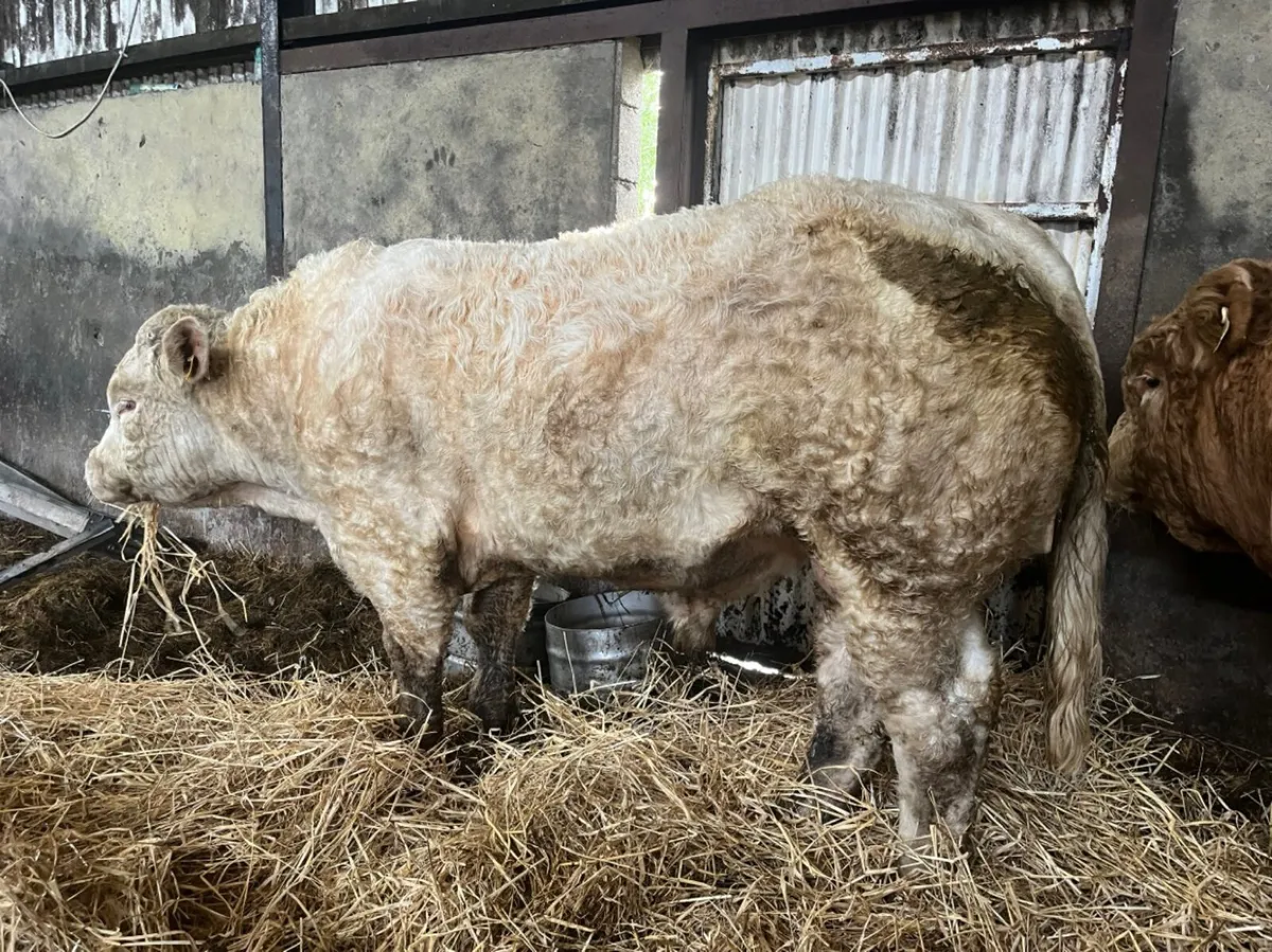 ⭐️5 Star Pedigree Charolais Bull⭐️ - Image 2