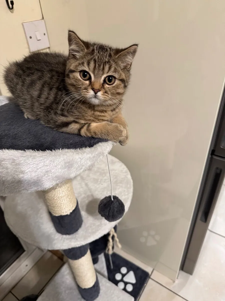 British short hair almost 3 month kitten - Image 4