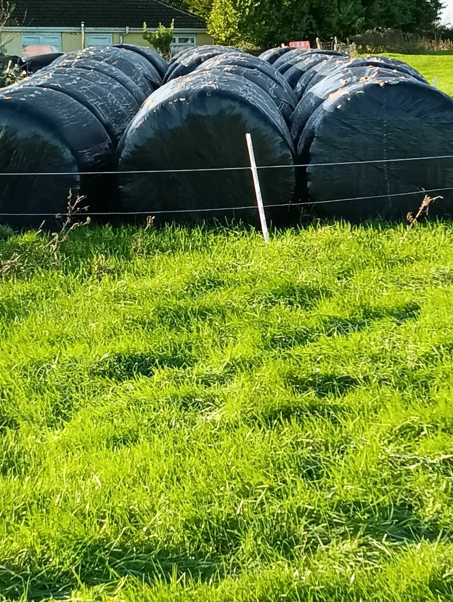 Chopped silage bales - Image 1