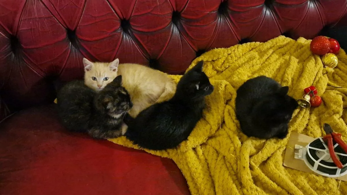Kittens looking for a forever home - Image 1