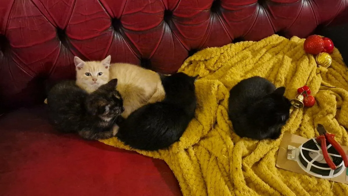 Kittens looking for a forever home - Image 2