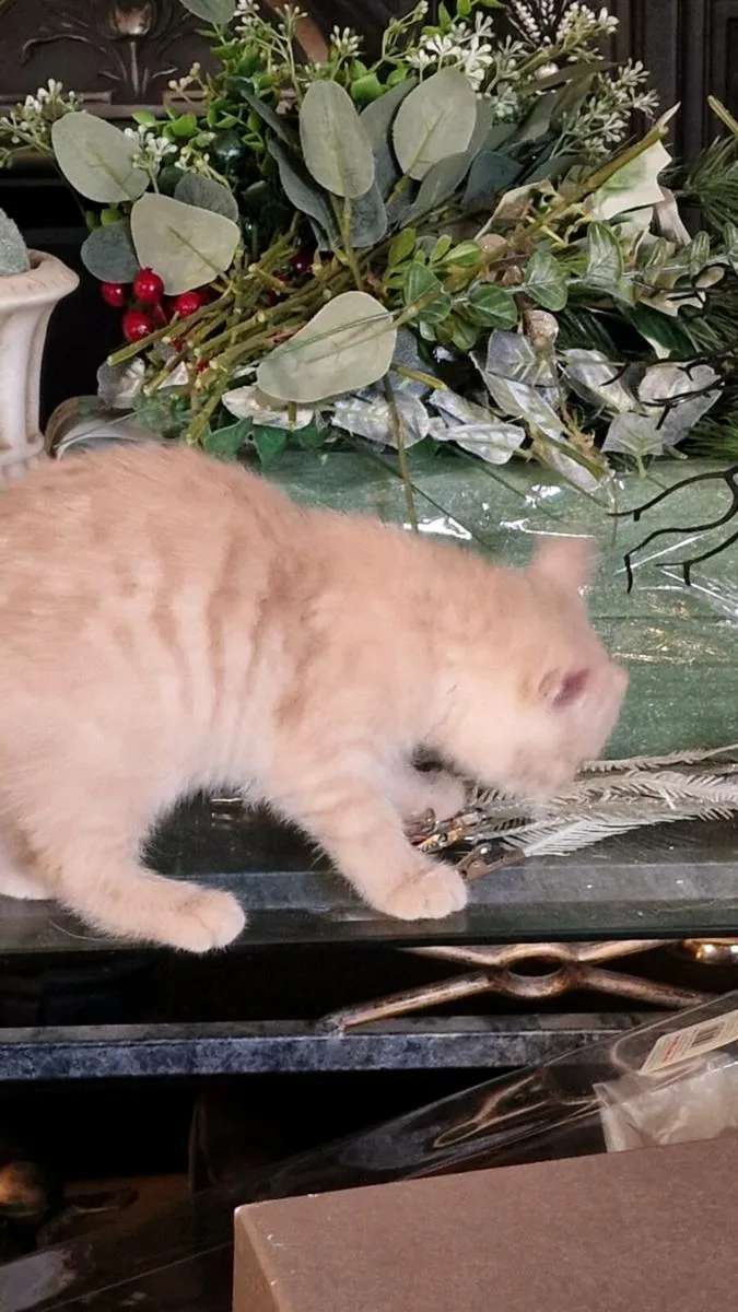 Kittens looking for a forever home - Image 3