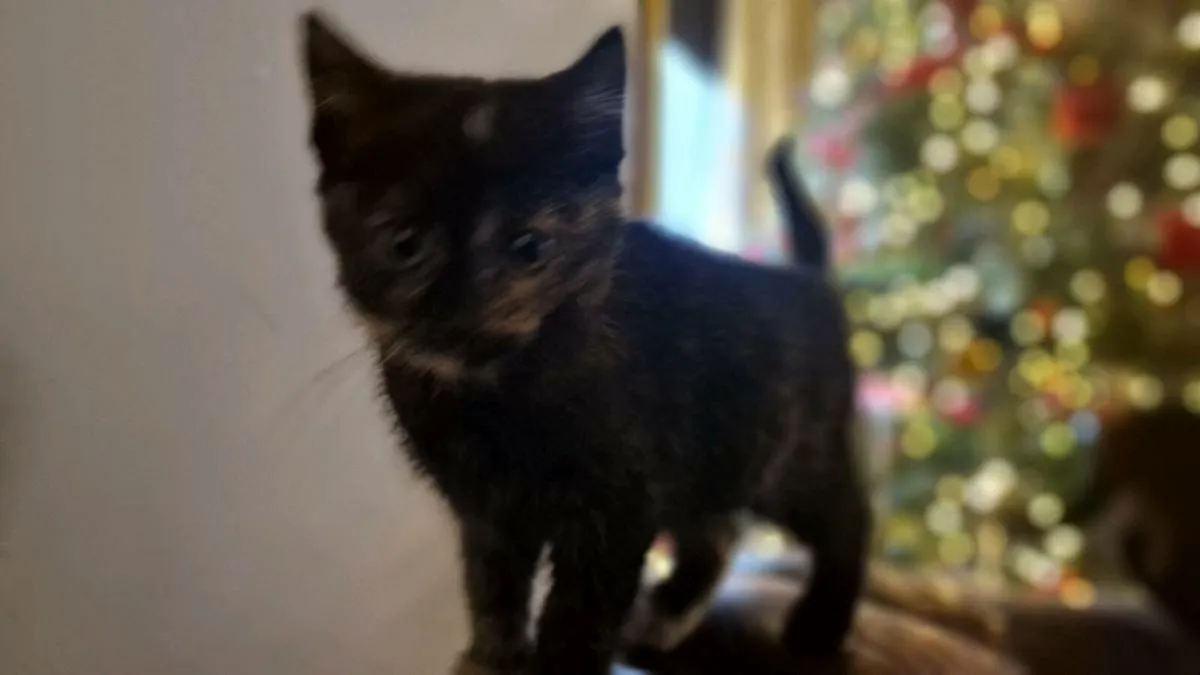 Kittens looking for a forever home - Image 4