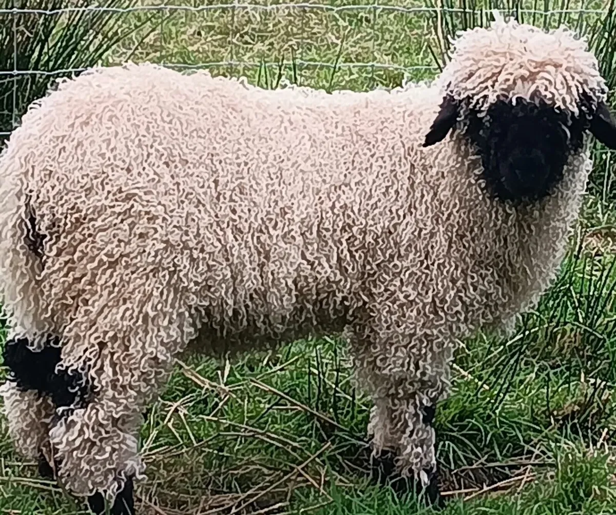 Valais Blacknose for sale - Image 1