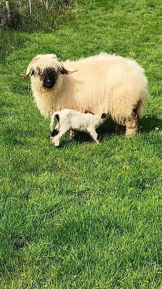 Valais Blacknose for sale - Image 2