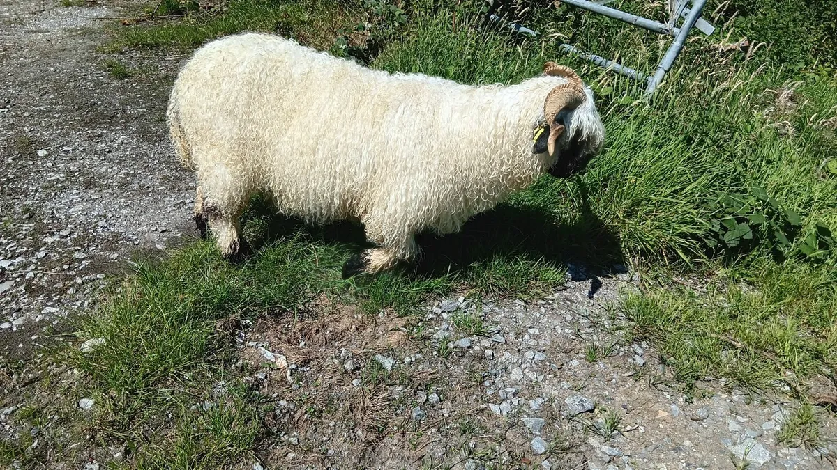 Valais Blacknose for sale - Image 3