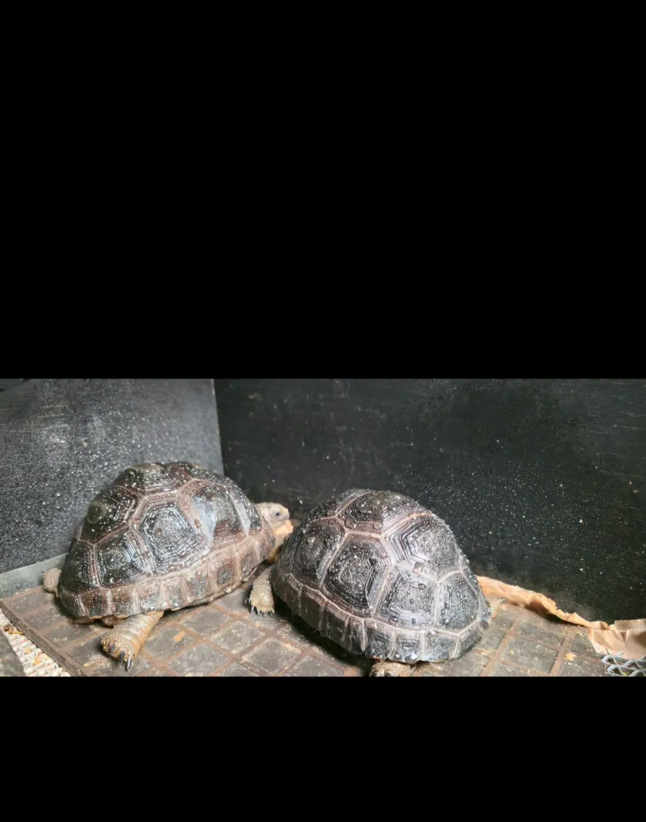 Rehome Aldabra  Tortoises  - Image 4