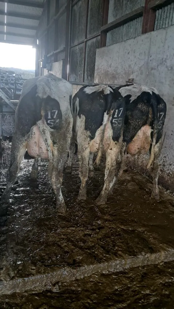 Calved heifers - Image 1