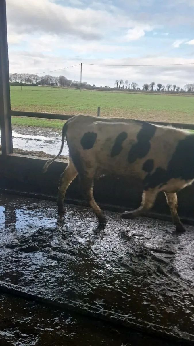 Calved heifers - Image 2