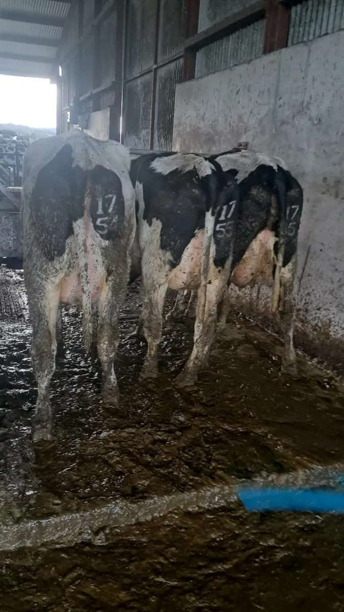 Calved heifers - Image 3