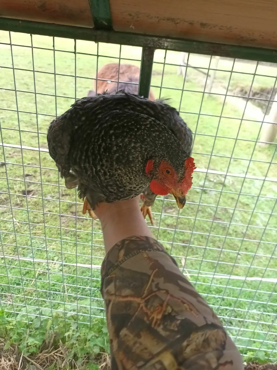 Cuckoo Maron hens - Image 1