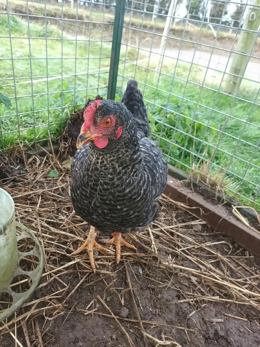 Cuckoo Maron hens - Image 2