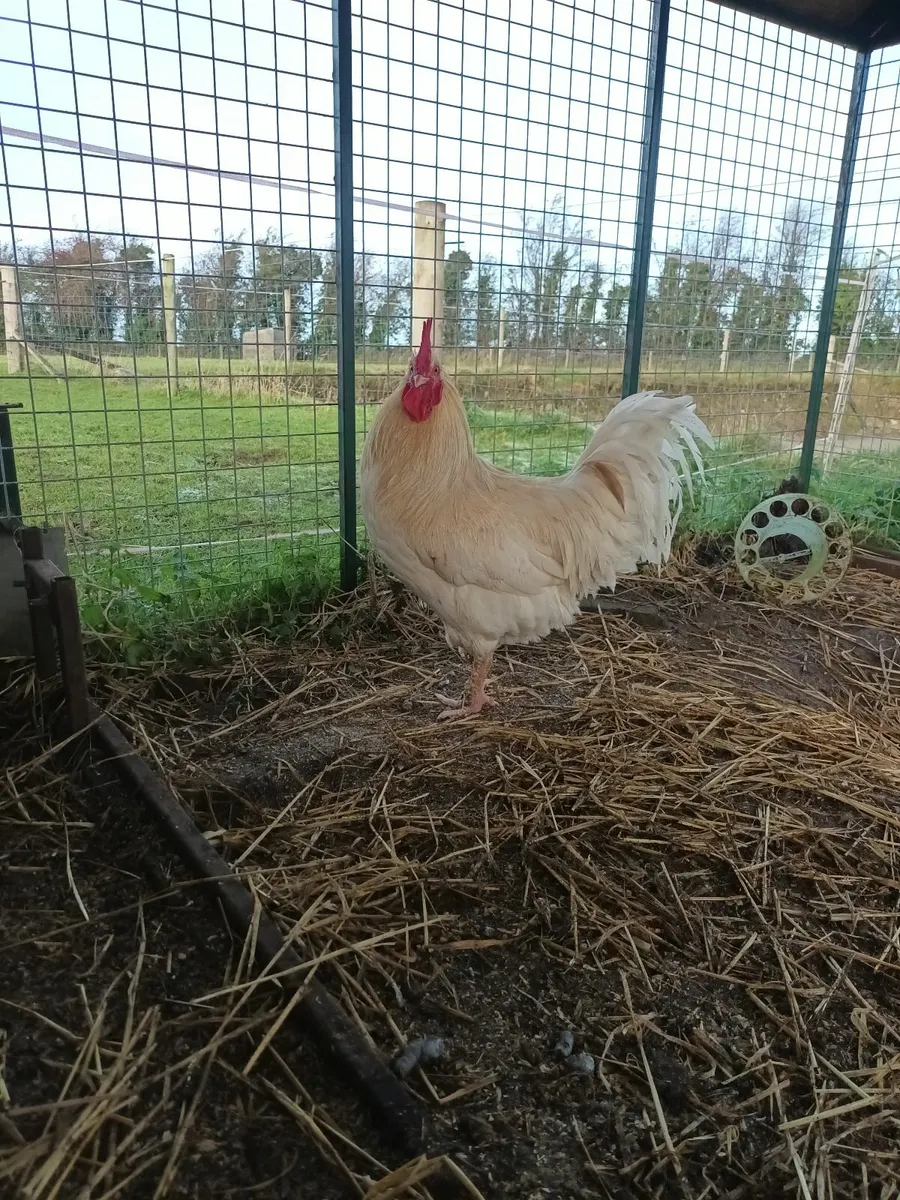 Cuckoo Maron hens - Image 3