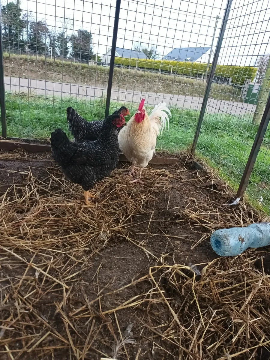 Cuckoo Maron hens - Image 4