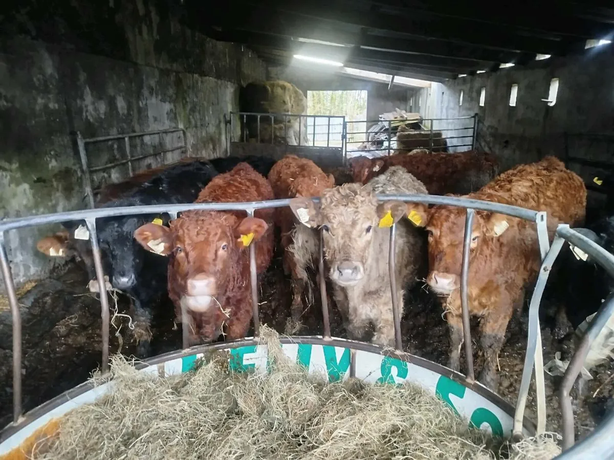 Limousine Weanlings - Image 1