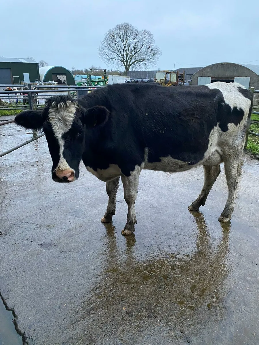 Freisan heifer - Image 1