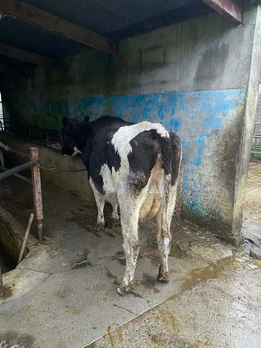 Freisan heifer - Image 2