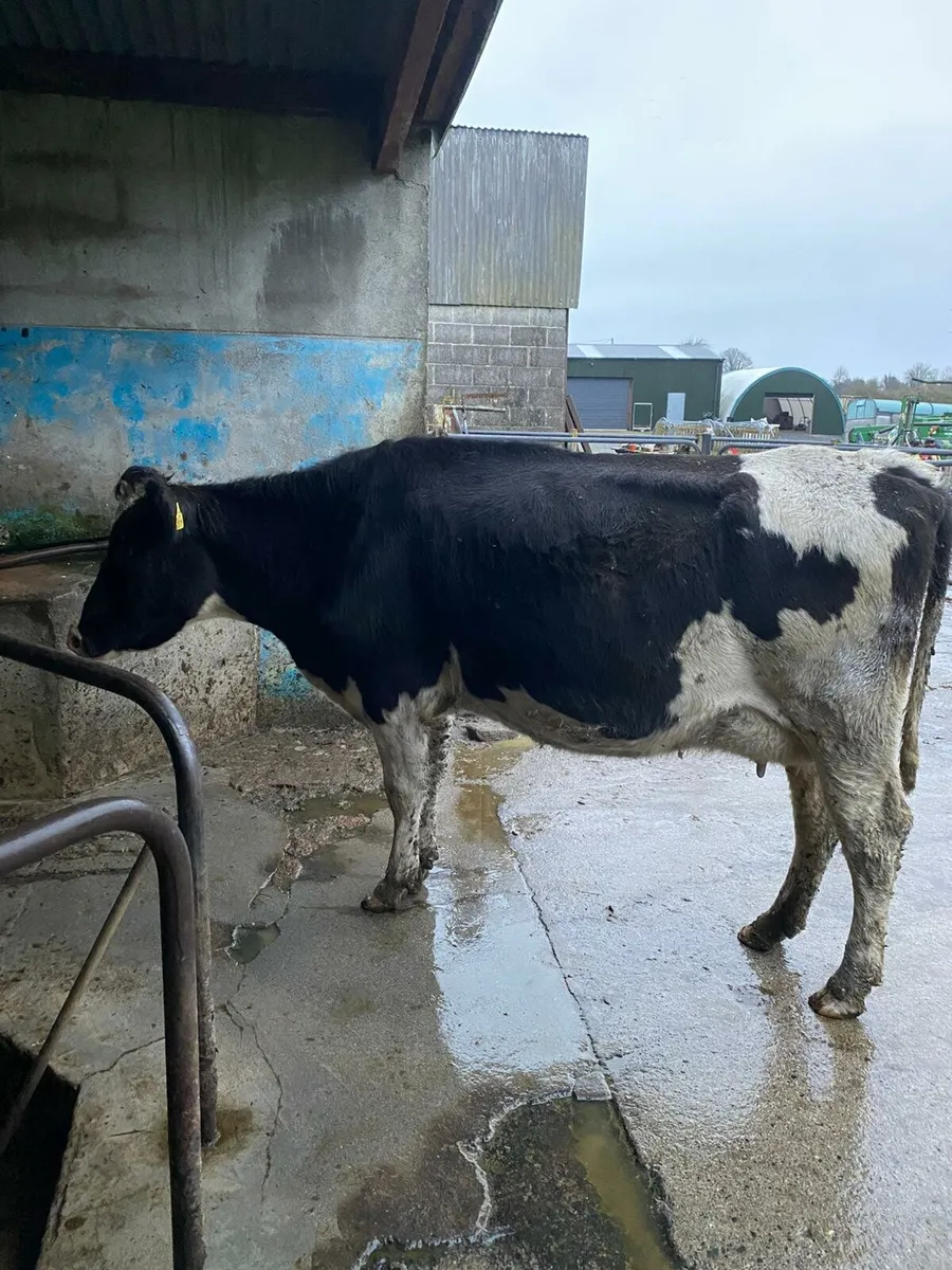 Freisan heifer - Image 3