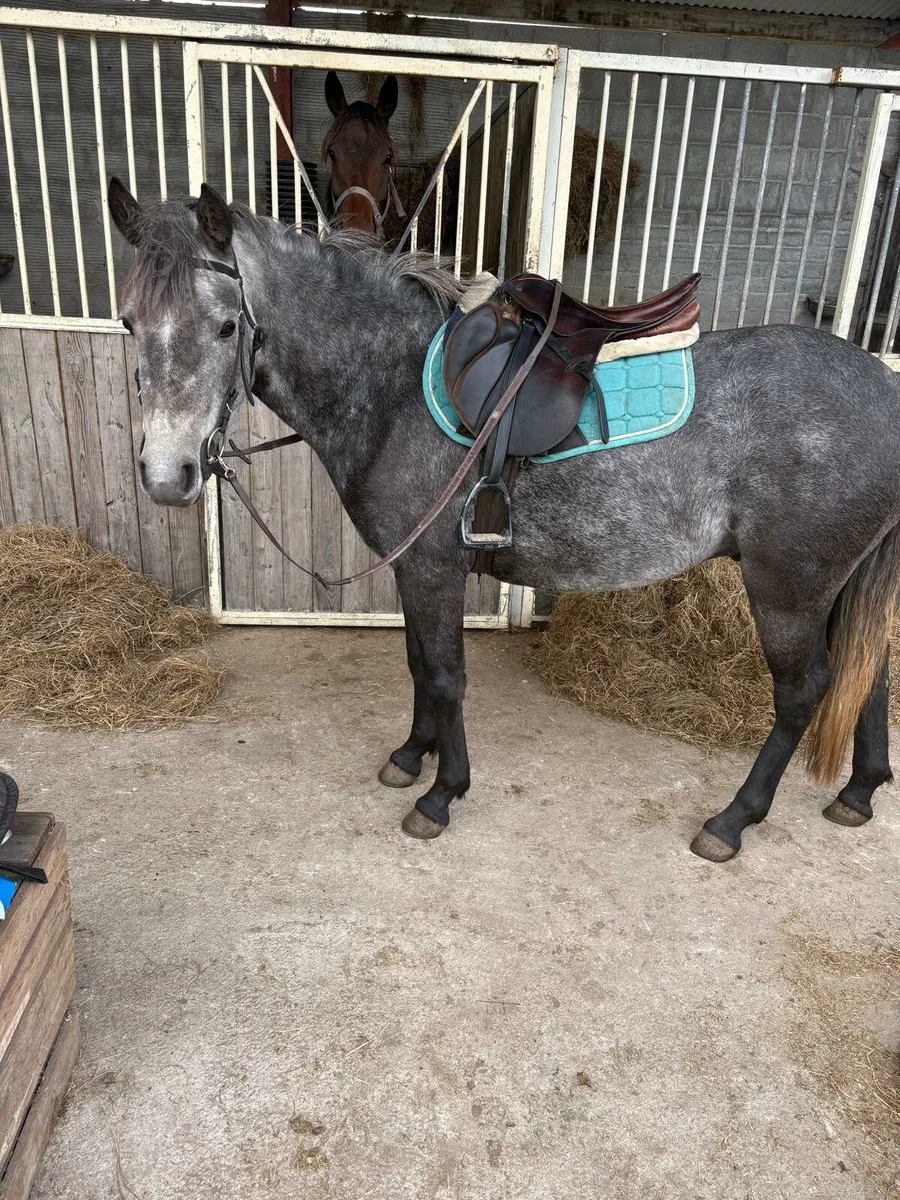 Connemara gelding - Image 1