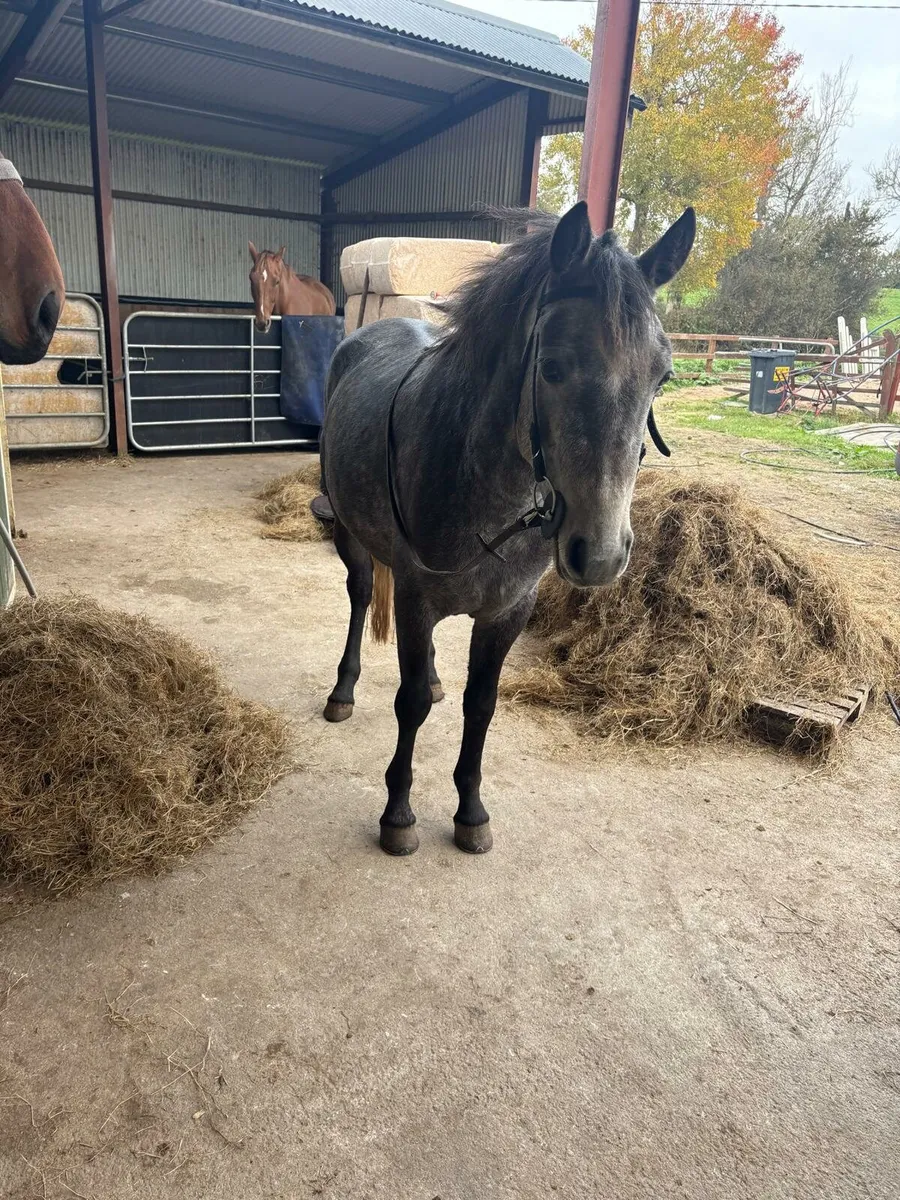 Connemara gelding - Image 2