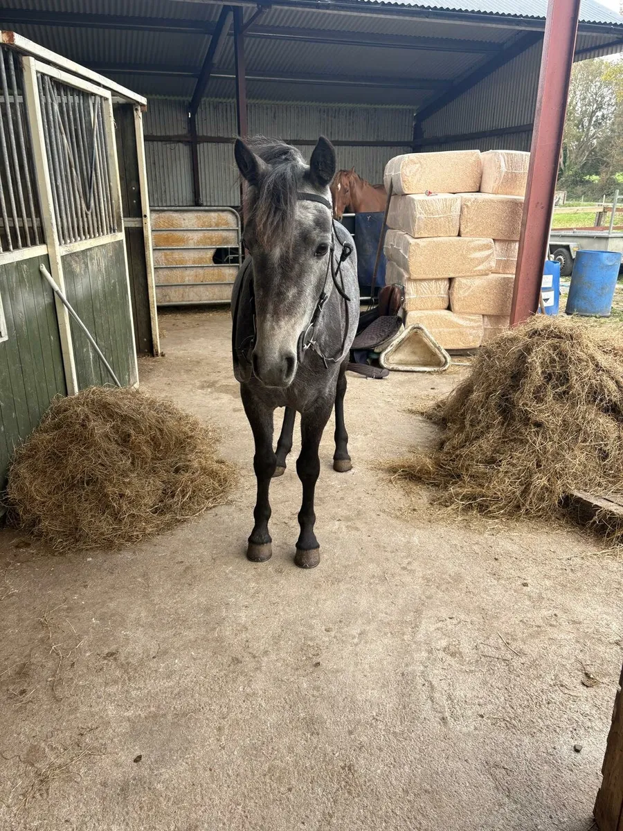 Connemara gelding - Image 3