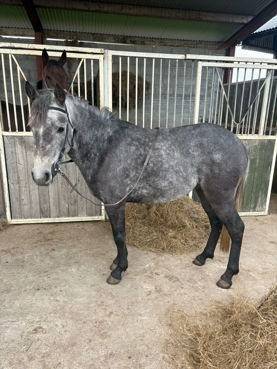 Connemara gelding - Image 4