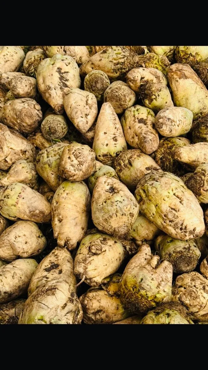 Fodder beet - Image 1