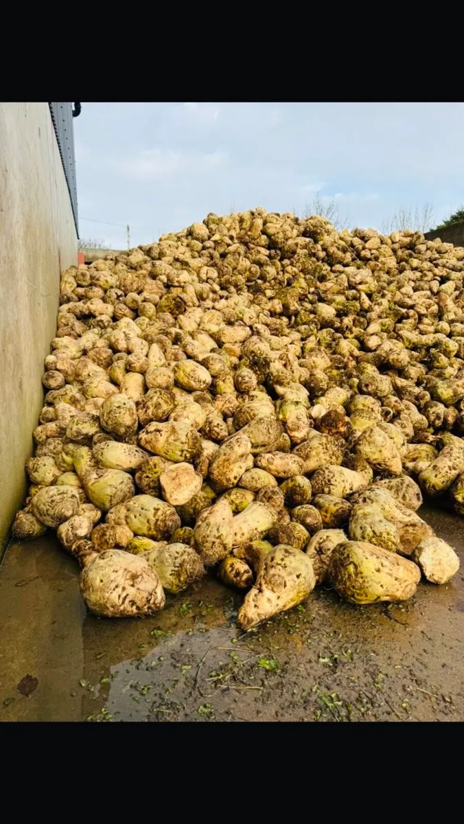 Fodder beet - Image 2