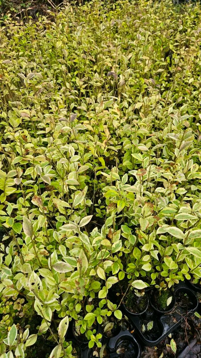 Golden Privet Hedging TWO EUROS - Image 1