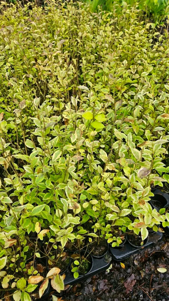 Golden Privet Hedging TWO EUROS - Image 2