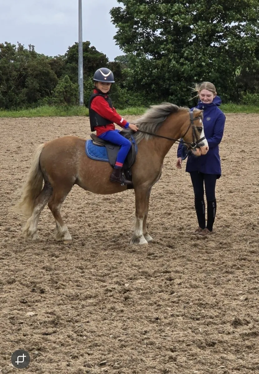 116cm Welsh section A - Image 1