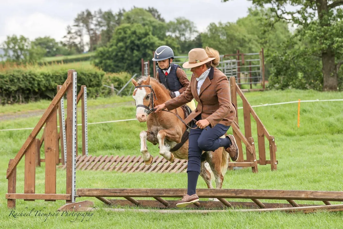 116cm Welsh section A - Image 2