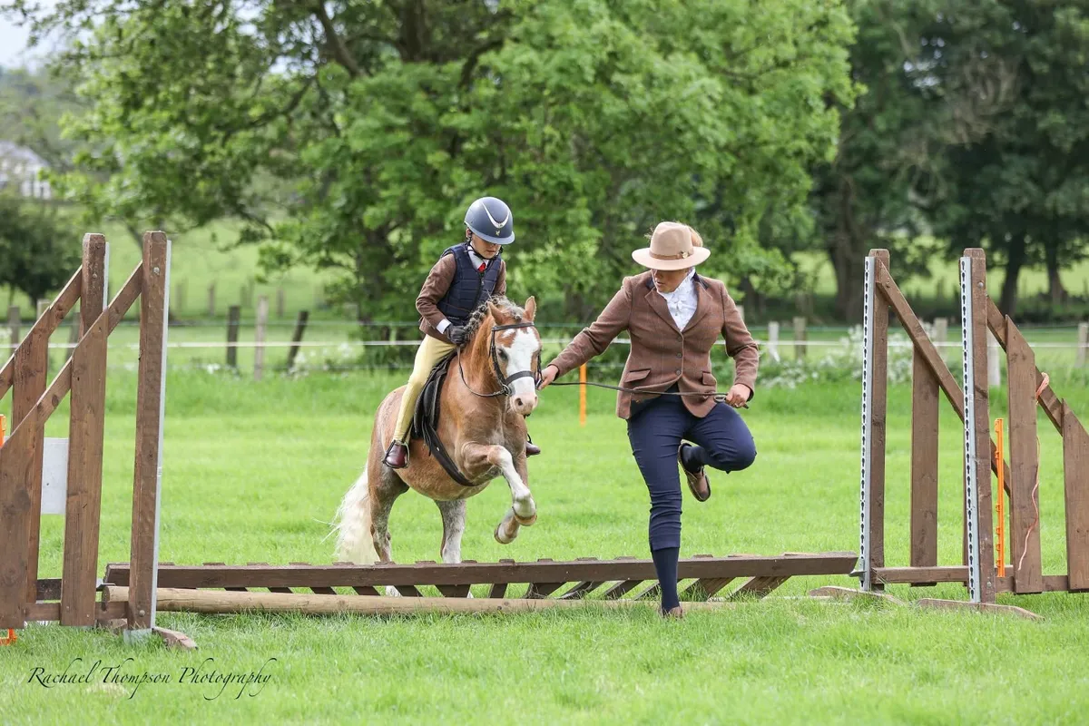 116cm Welsh section A - Image 3