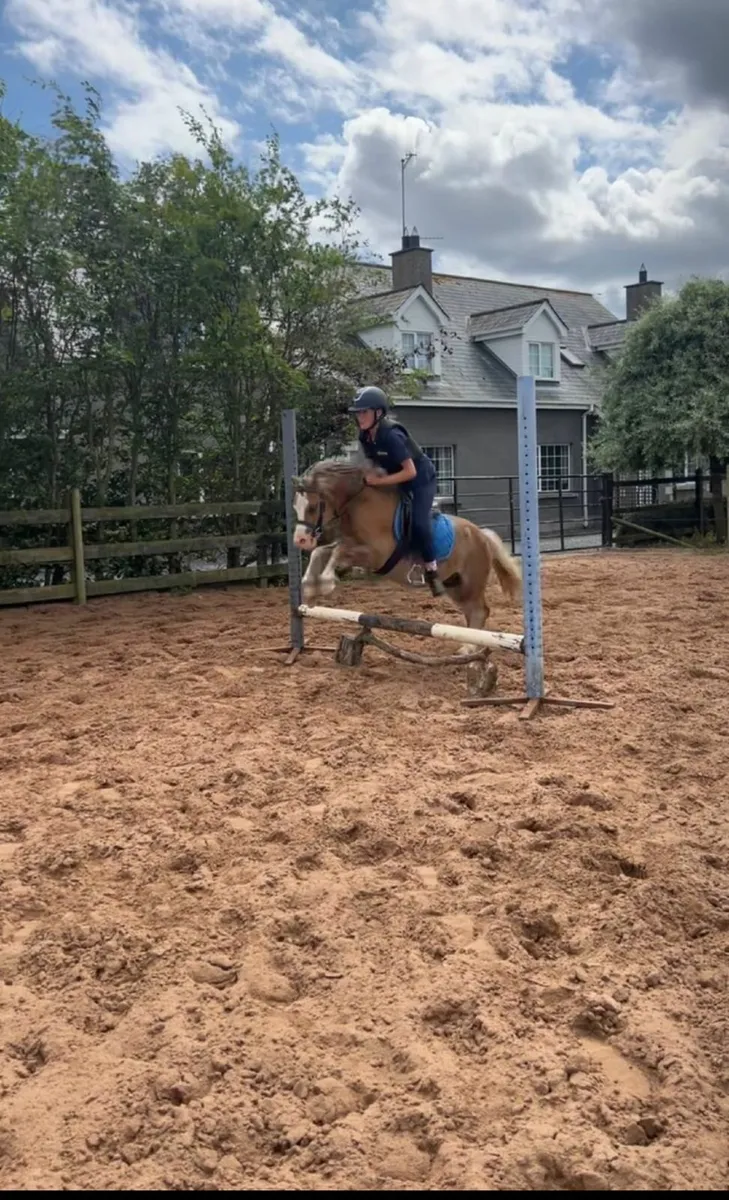 116cm Welsh section A - Image 4