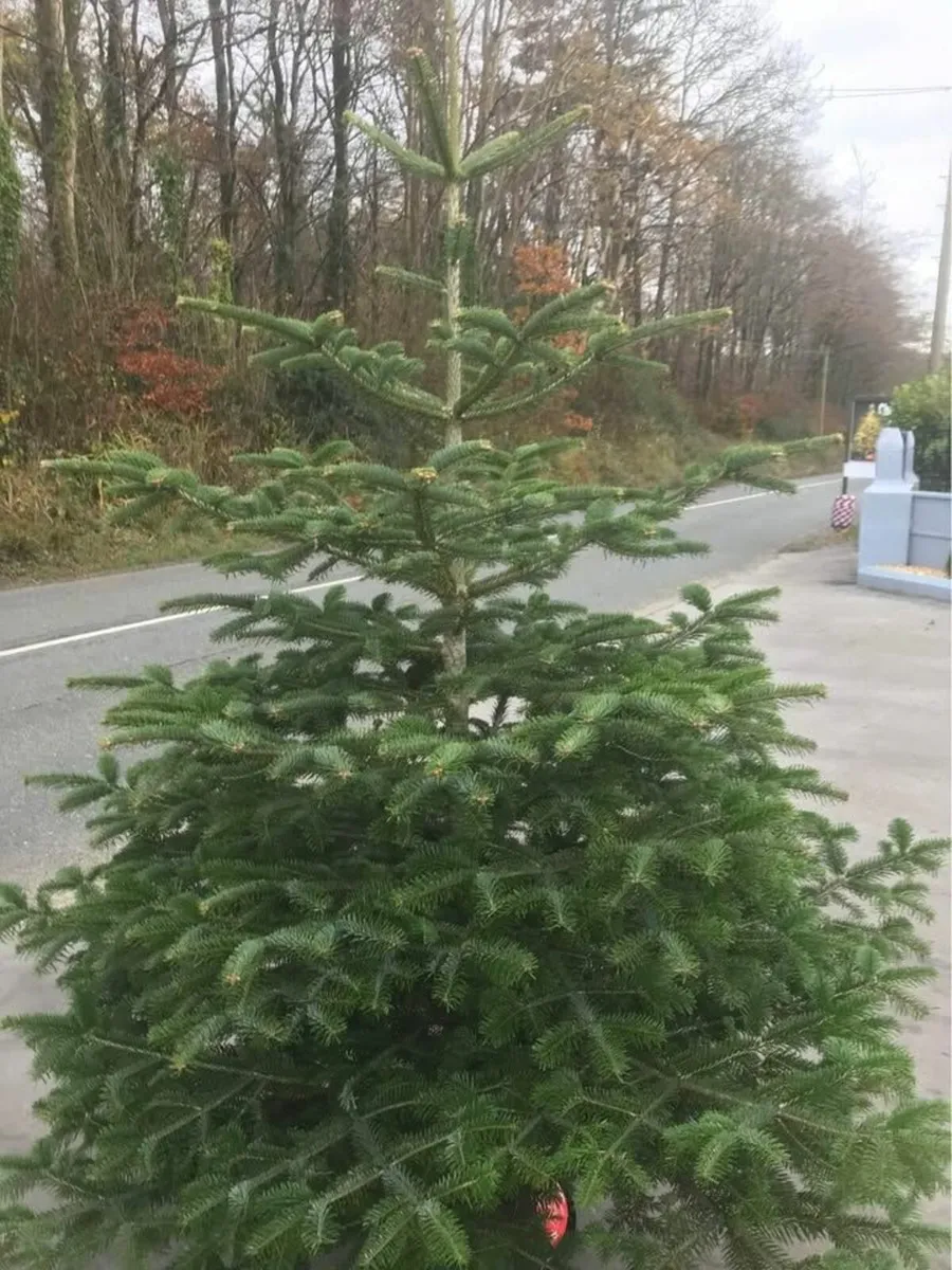 Wholesale Christmas Trees – Bulk Nordmann Fir - Image 2