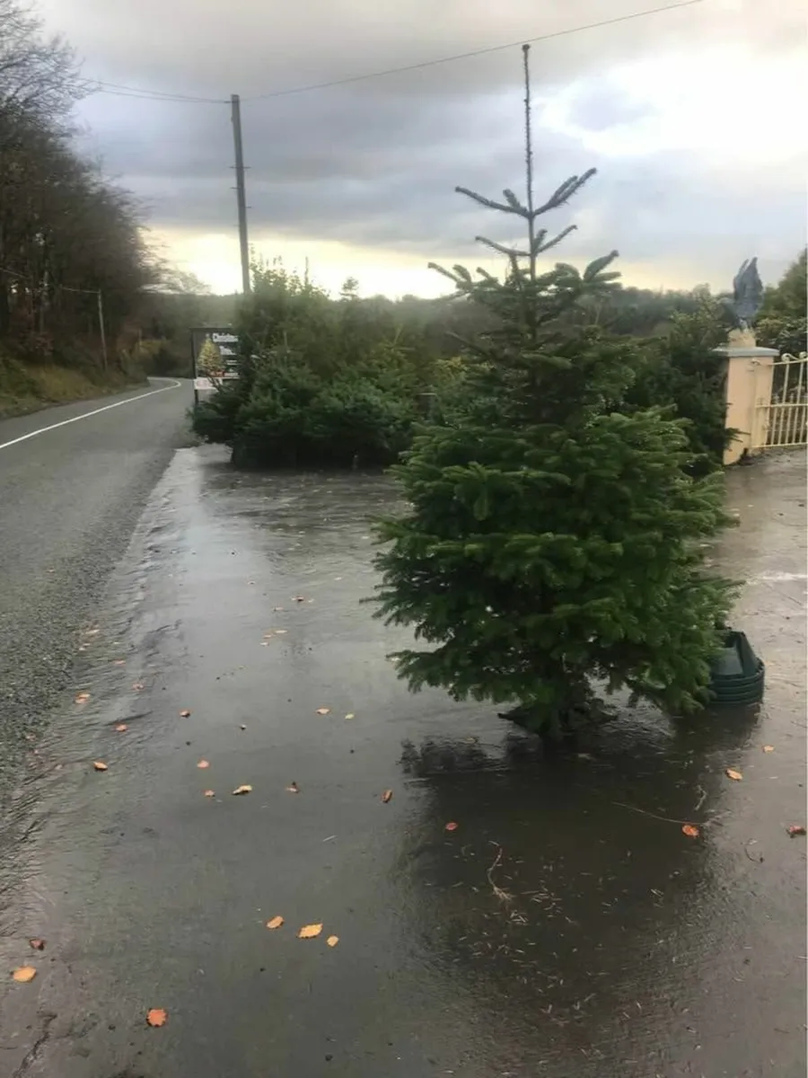 Wholesale Christmas Trees – Bulk Nordmann Fir - Image 4