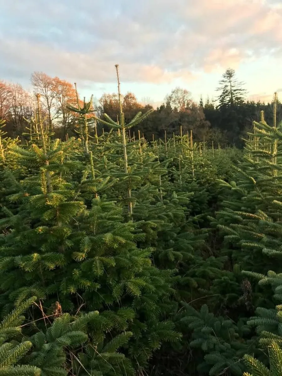 Fresh Wexford Christmas Trees – Collect or Deliver - Image 1