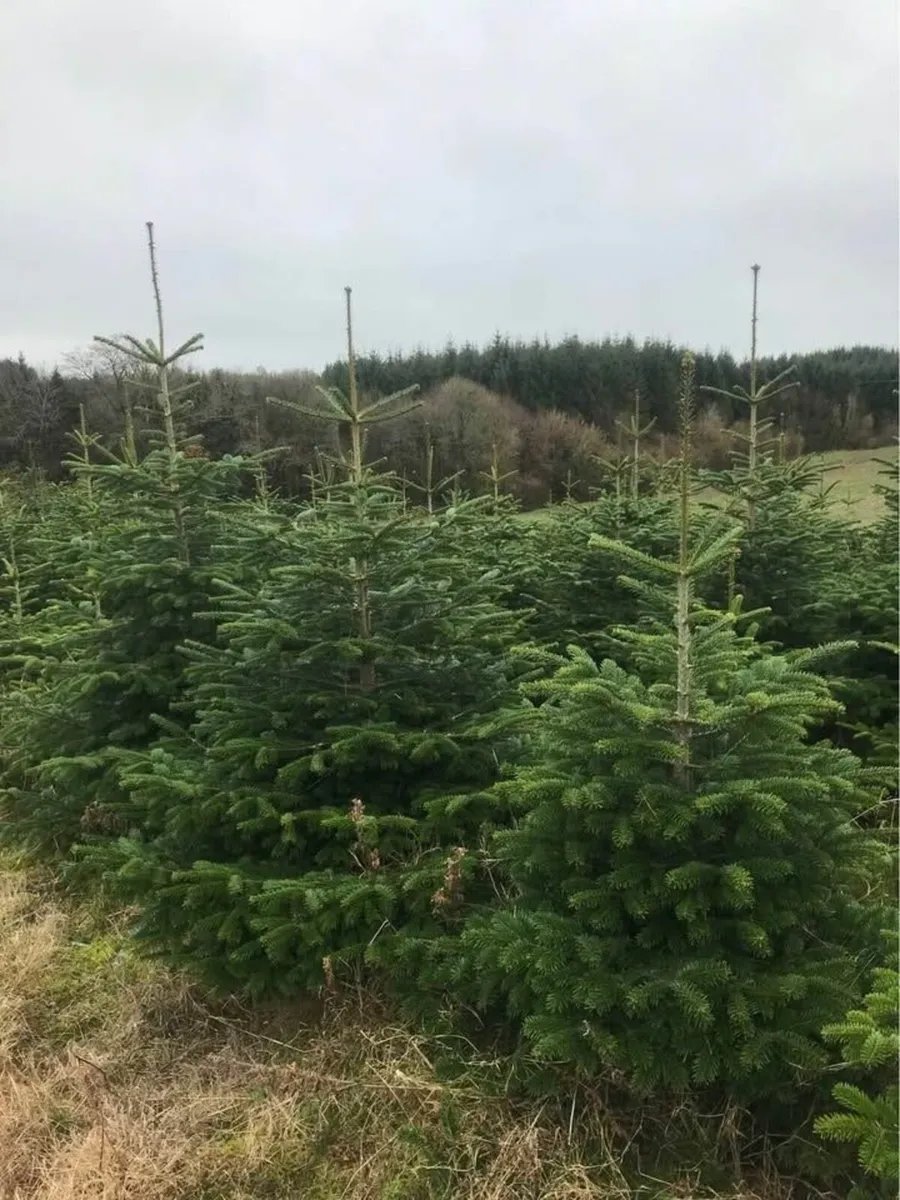 Fresh Wexford Christmas Trees – Collect or Deliver - Image 2