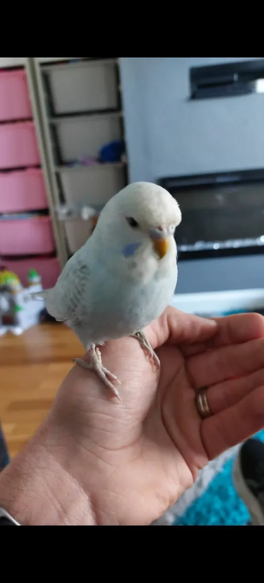 Budgie and cage - Image 1