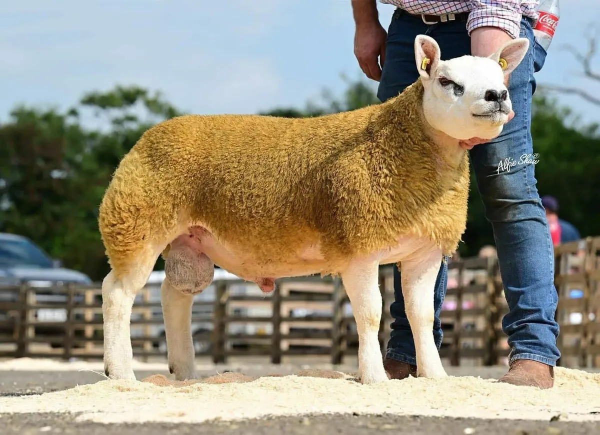 DONEGAL WHITE DIAMONDS INLAMB TEXEL EWE SALE. - Image 2