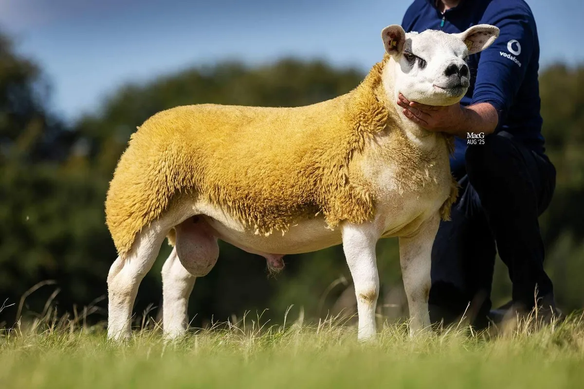 DONEGAL WHITE DIAMONDS INLAMB TEXEL EWE SALE. - Image 3
