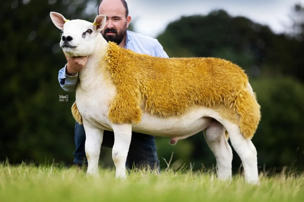 DONEGAL WHITE DIAMONDS INLAMB TEXEL EWE SALE. - Image 4