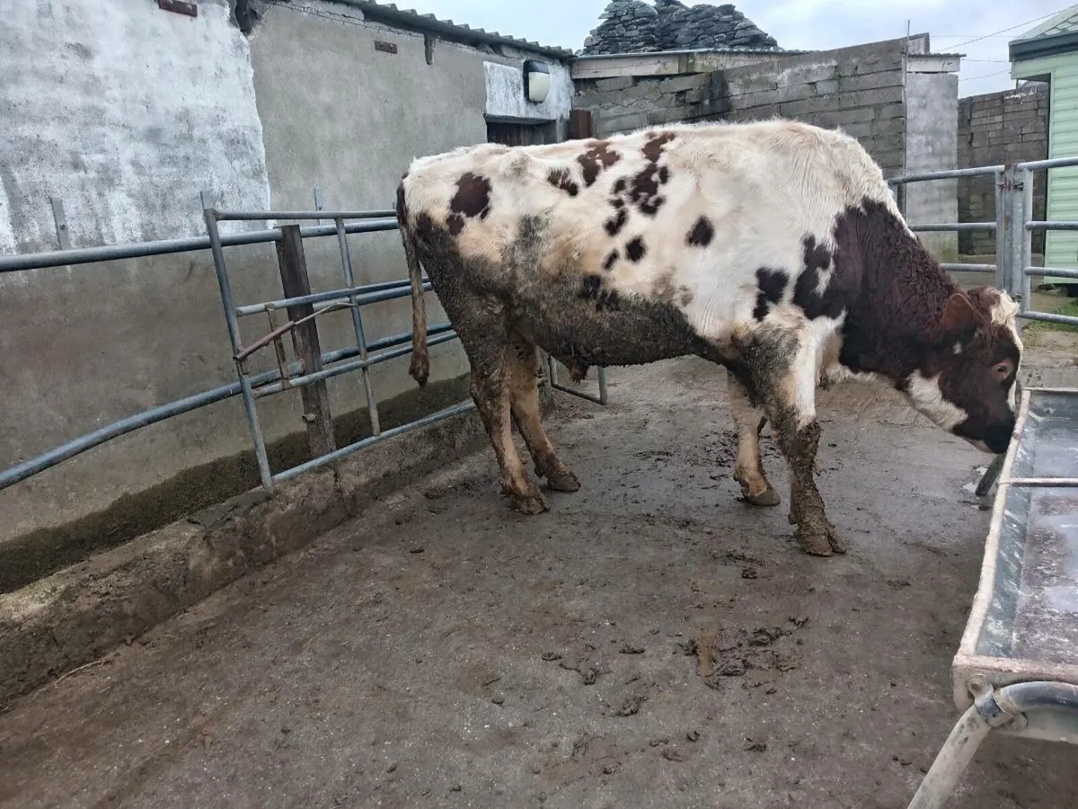 Feeding bull - Image 1