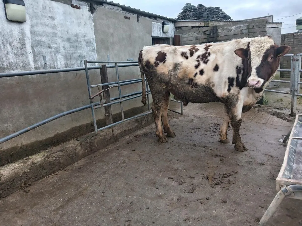 Feeding bull - Image 2