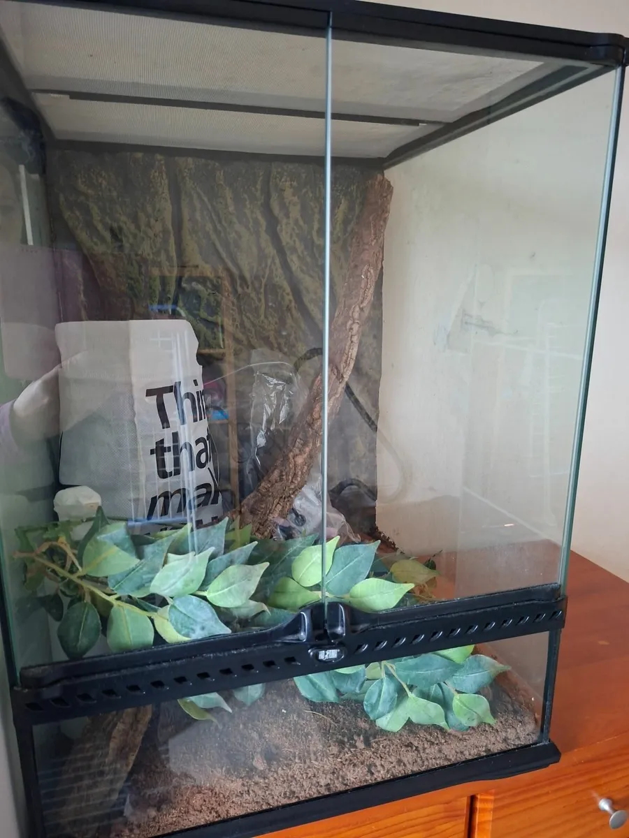 Reptile tant with lights - Image 2