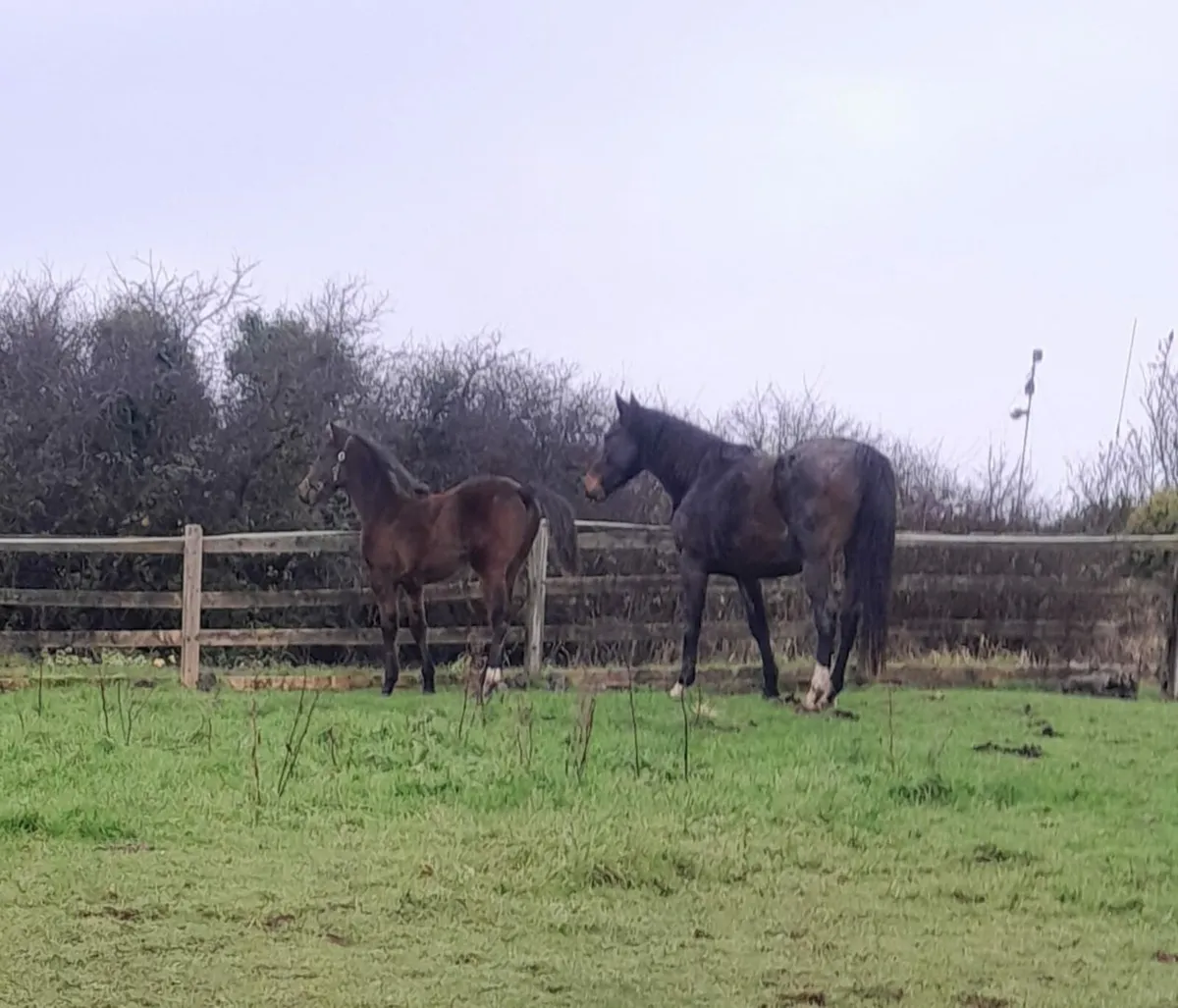 Lagans OBOS Quality Colt foal - Image 4