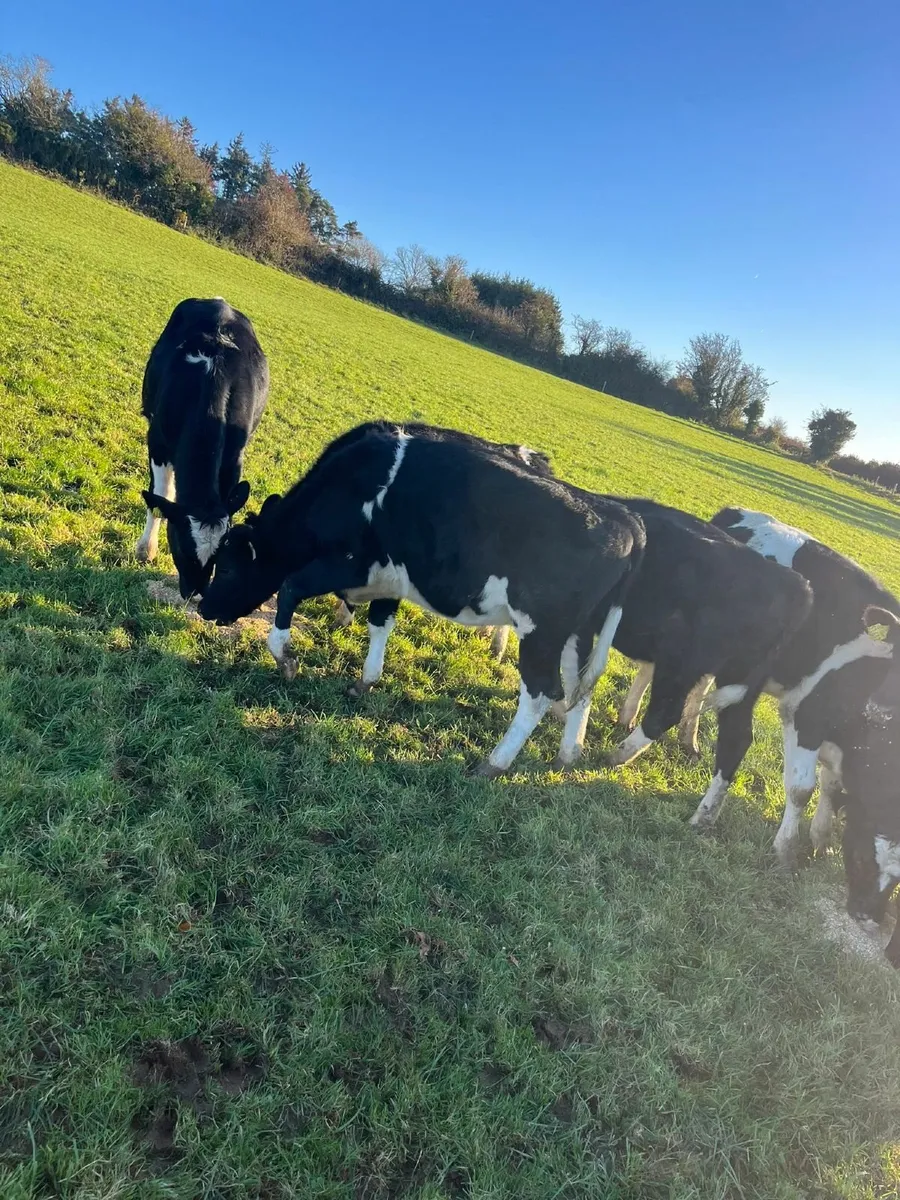 FR Heifers - Image 1