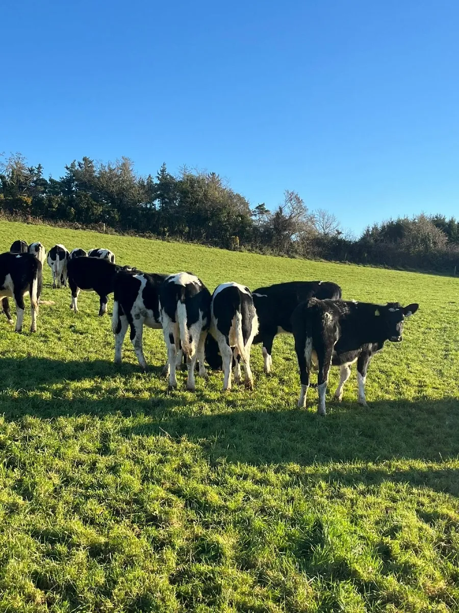 FR Heifers - Image 2